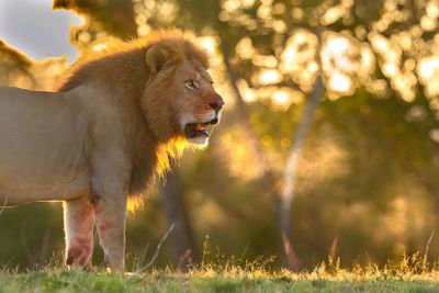 Close-up of lioness