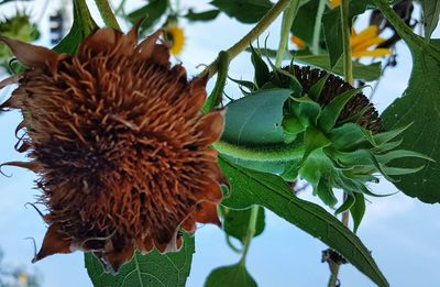Close-up of sunflower
