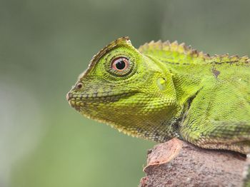 Close-up of lizard