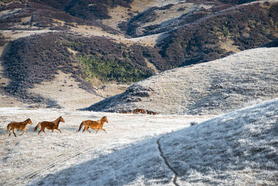 View of sheep walking on snow covered land