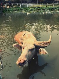 Close-up of giraffe in lake