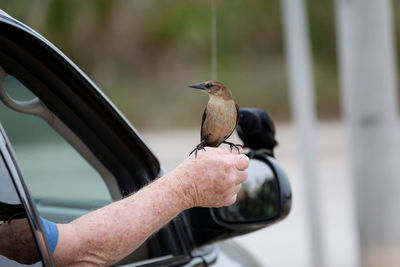 Close-up of bird perching on hand