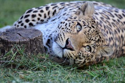 Close-up of leopard lying on grass