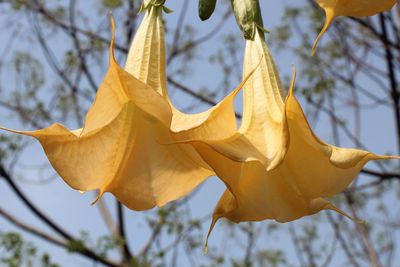 Low angle view of yellow leaves against sky