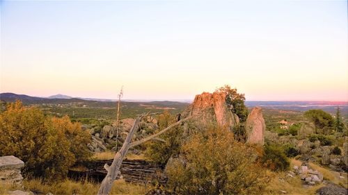 Plants growing on land against sky during sunset