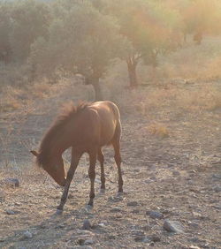 Horses on field