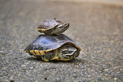 The turtles are walking in the sunlit streets.