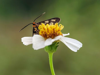 Close-up of butterfly pollinating on flower