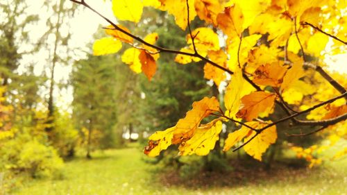 Autumn leaves on tree trunk