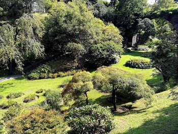 View of trees in forest