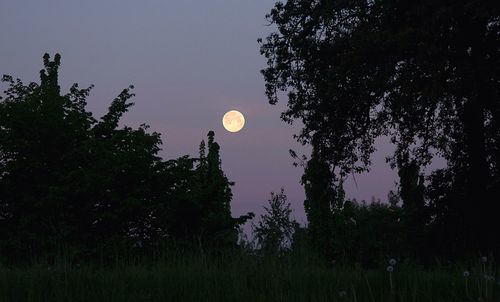 Low angle view of trees against sky at night