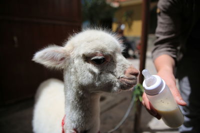 Close-up of man feeding llama