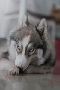 Close-up portrait of dog lying down on floor