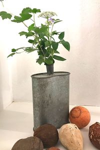 Potted plant on table against wall