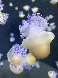 Close-up of jellyfish swimming in sea