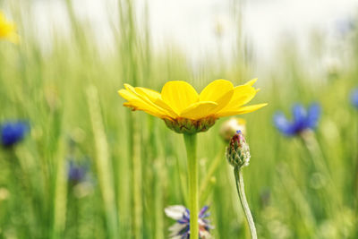 Close-up of bee on field