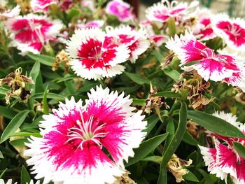 Close-up of pink flowers
