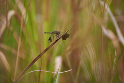 animal wildlife