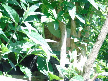 Close-up of lizard on tree
