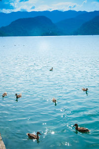 Swans swimming in lake against mountain range