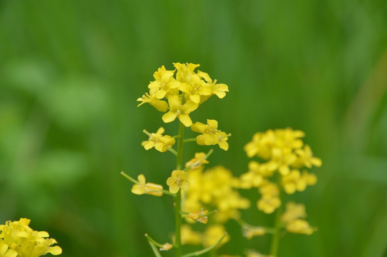 flower, yellow, freshness, petal, fragility, growth, beauty in nature, flower head, focus on foreground, close-up, nature, blooming, plant, in bloom, selective focus, field, day, outdoors, no people, blossom