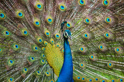 Close-up of peacock