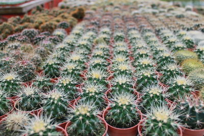 High angle view of succulent plants on field