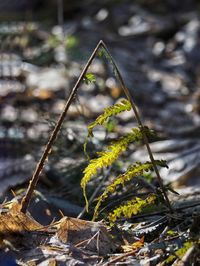 nature