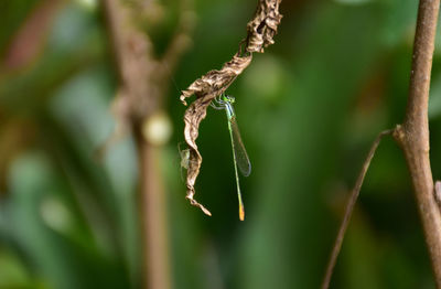 Close-up of plant