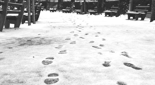 View of snow covered trees