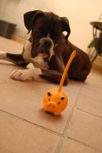 High angle view of dog toy on floor at home