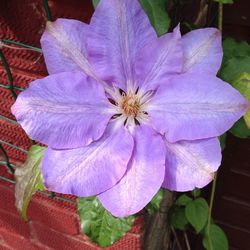 Close-up of pink flower