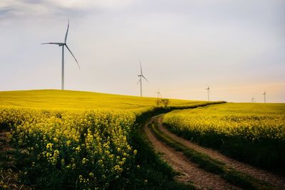 Scenic view of agricultural field against sky