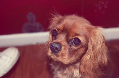 Close-up portrait of puppy at home