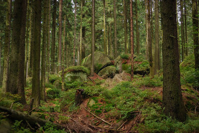 View of trees in forest