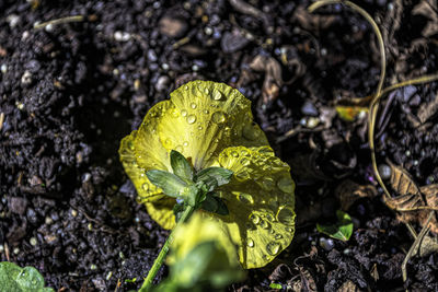 Close-up of wet plant on field