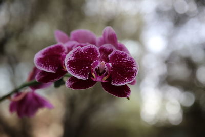 Close-up of pink flowering plant in park