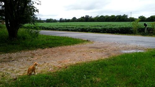 View of grassy field against cloudy sky