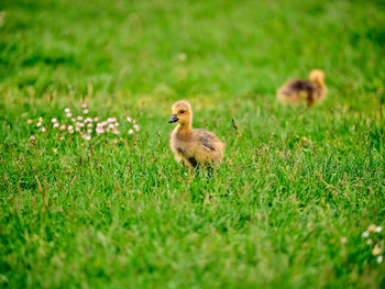 View of a bird on field