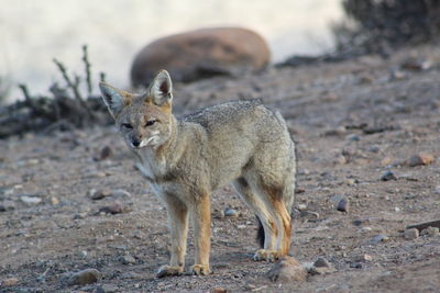 Portrait of an animal on field
