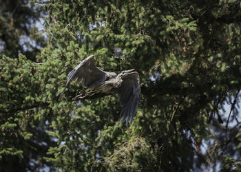 Bird flying in a forest