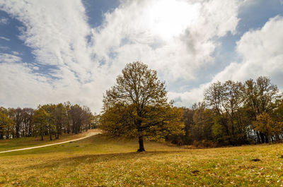 Trees on field against sky