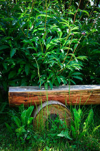 Close-up of fresh green plants against trees