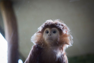 Close-up infant monkey looking away