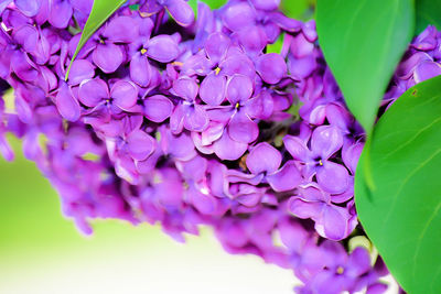 Close-up of purple flowers