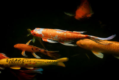 Close-up of fish swimming in sea