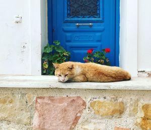 Cat lying on wall