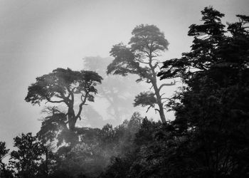 Low angle view of trees against sky