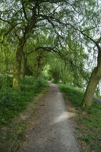 Road amidst trees in forest