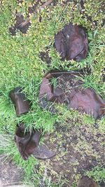 High angle view of snake on grass